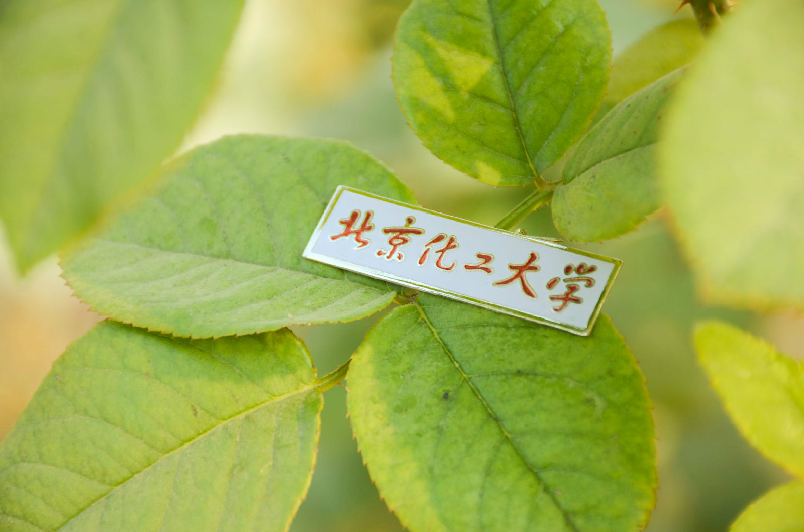北京化工大学毕业证(北京化工大学毕业证书什么样的)